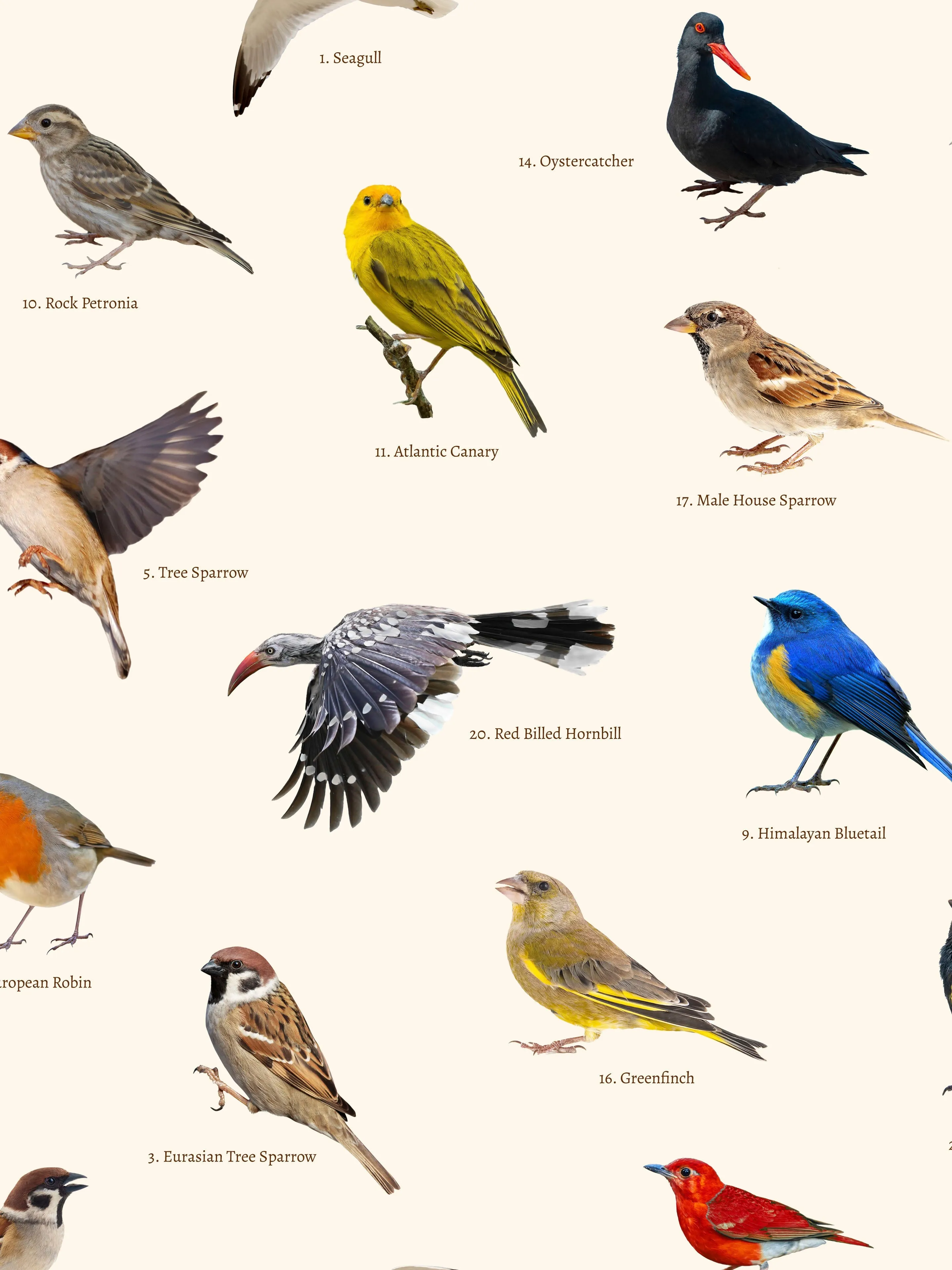 Bird Watching Shorts Heren