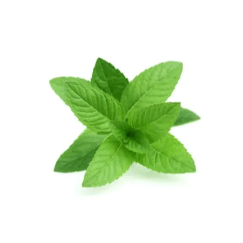 dōTERRA Peppermint Touch - 10ml Roll On