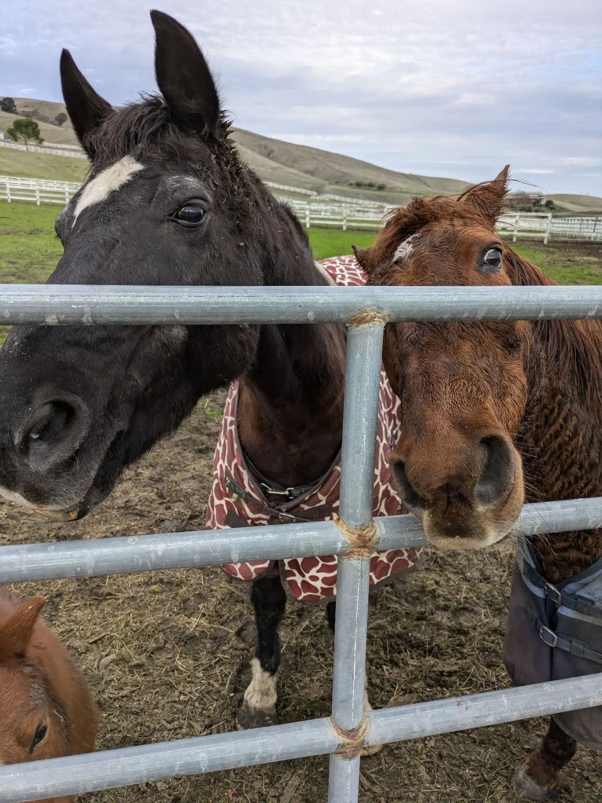 Horse Care Add-Ons