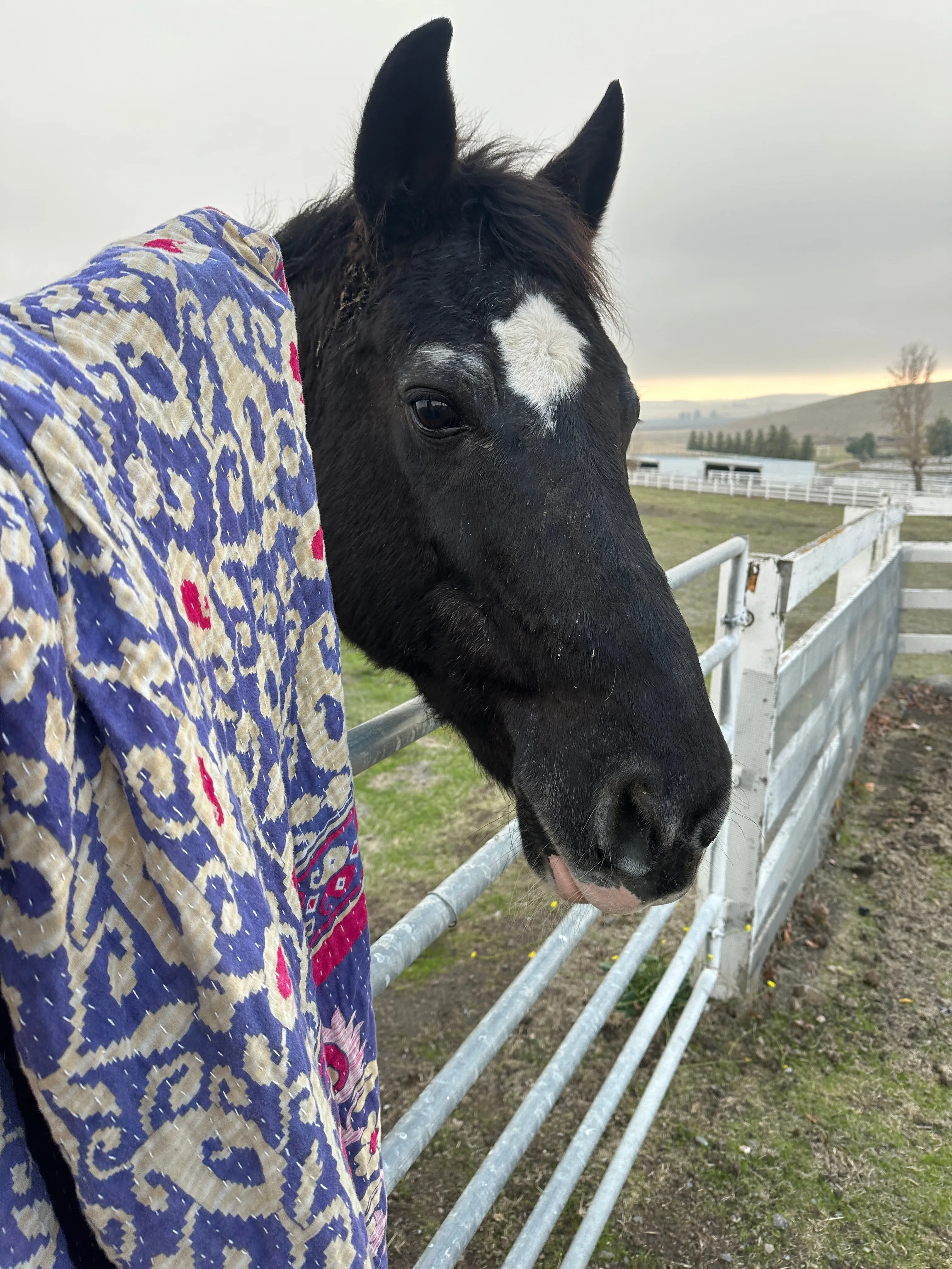Horse Care Add-Ons