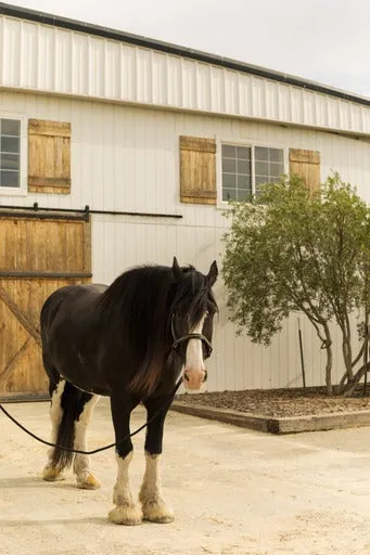 Horse Care Add-Ons