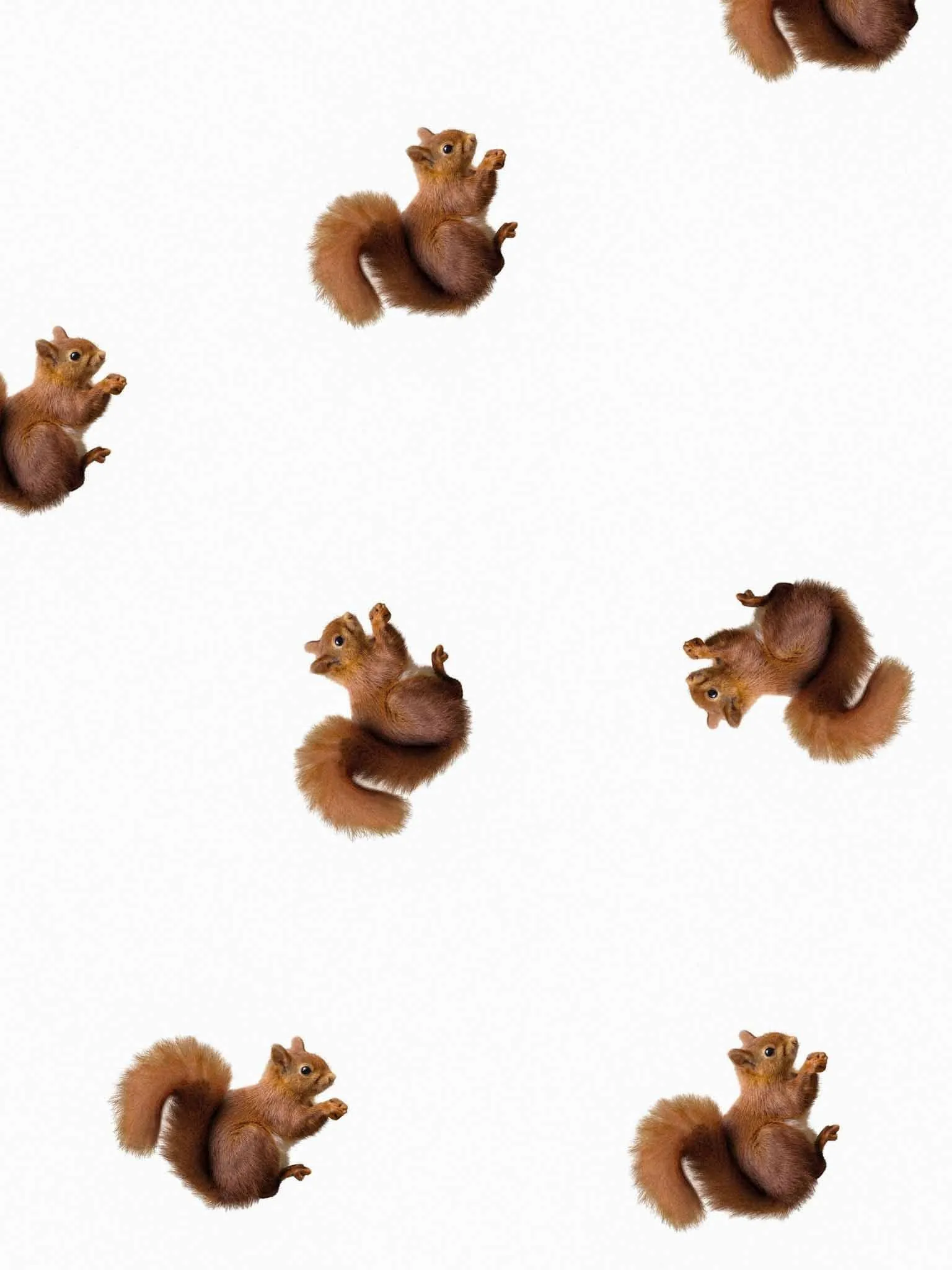 Squirrels Sweater en Broek set Heren